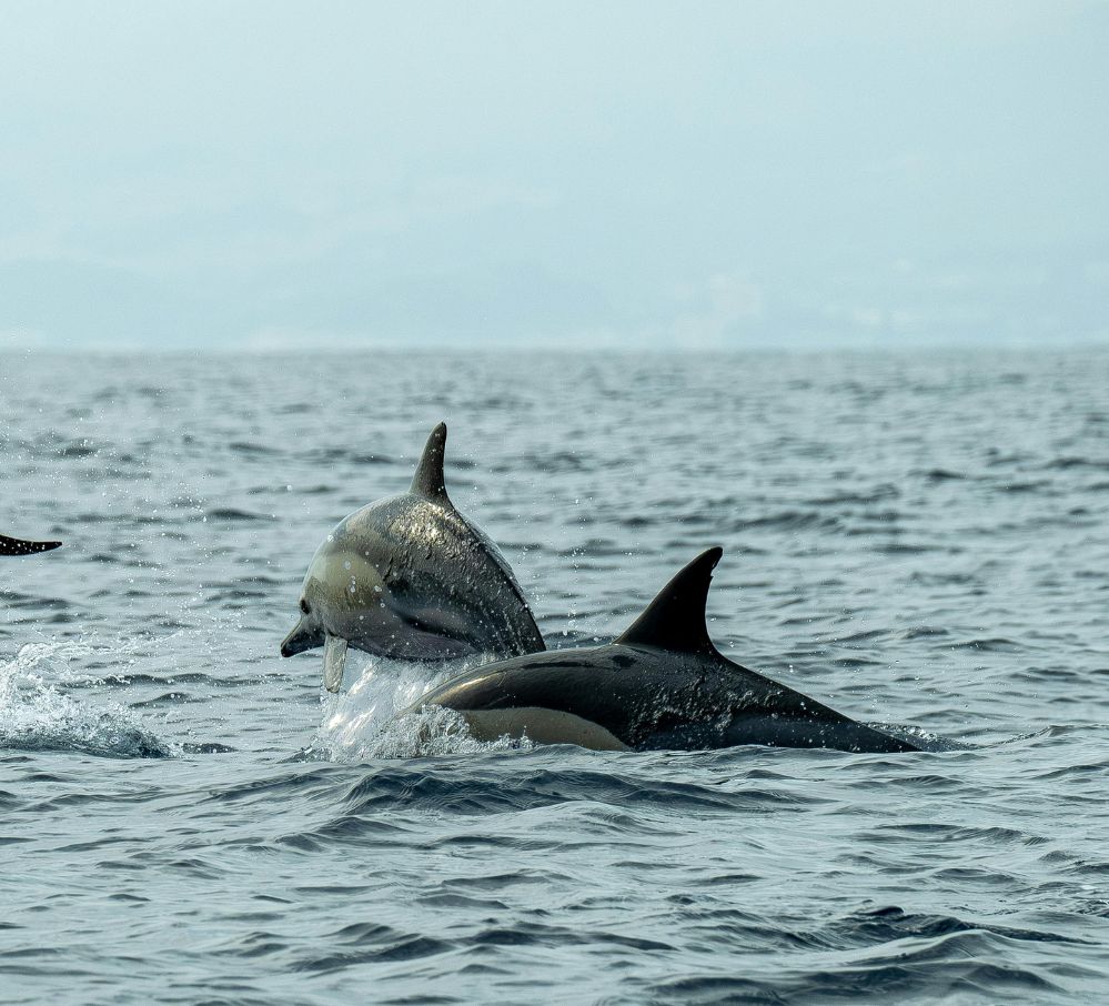 DOLPHIN SAFARI